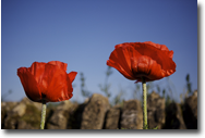 Poppies