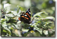 Red Admiral